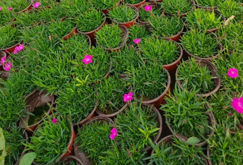 草花种子怎么播种大面积比较好,草花的种子几月份播种最好