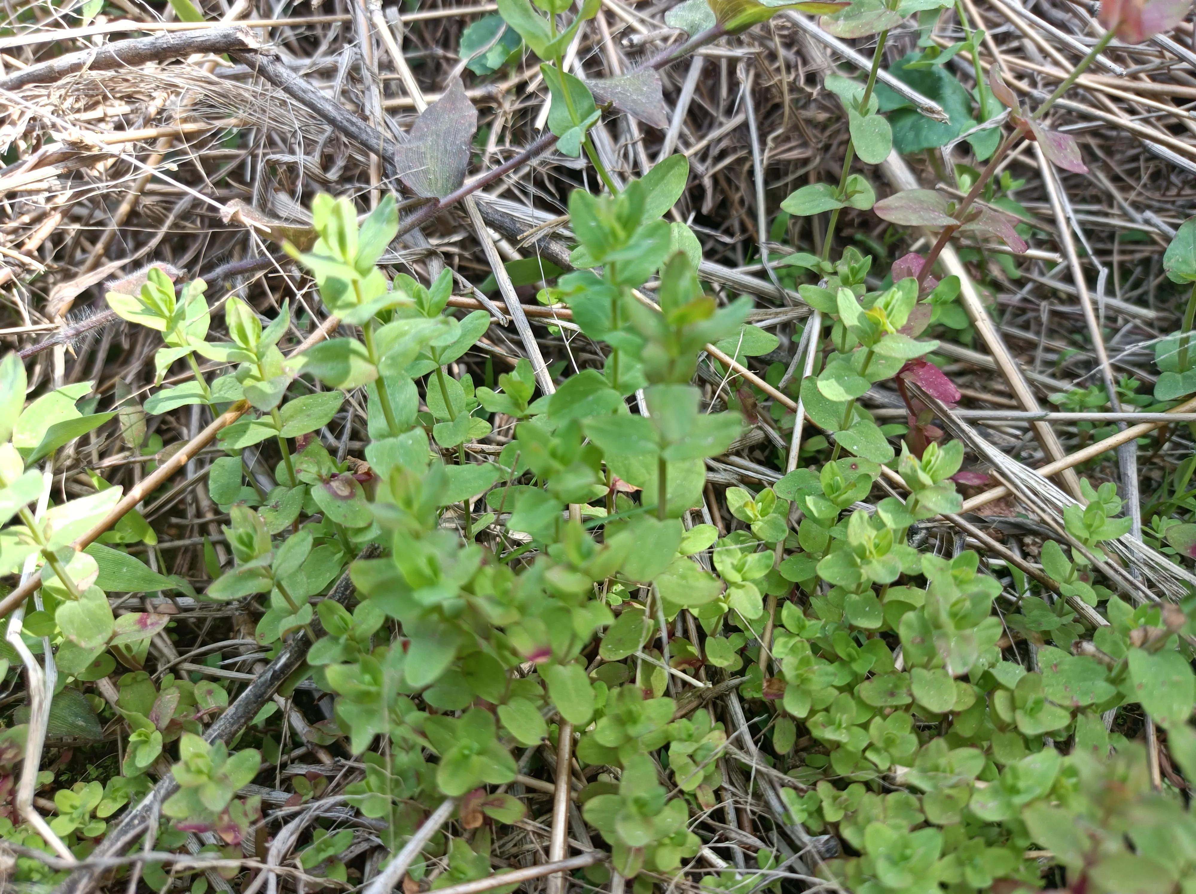 中草药田基黄是否能治疗乙型肝炎,田基黄全草图片功效与作用