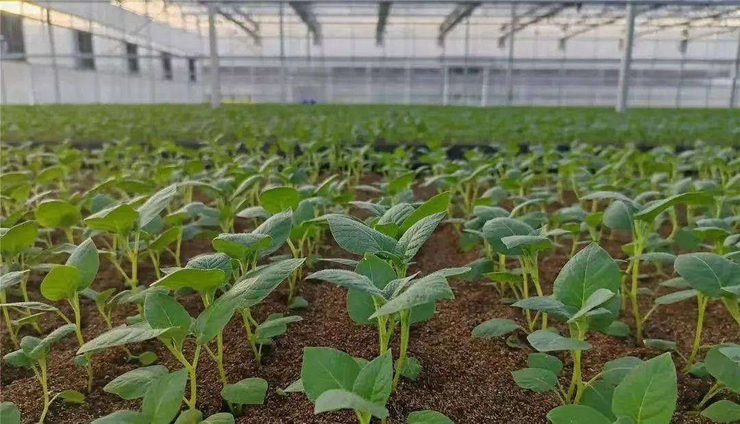 甘肃定西薯都,中国薯都