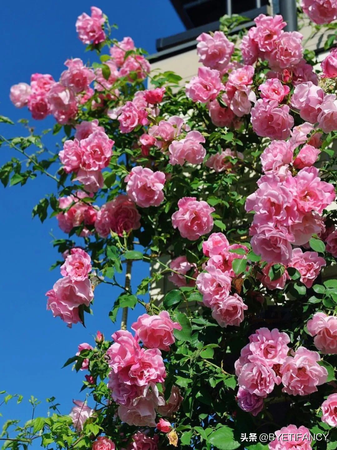 二十种常见花浇水方法,长期不在家花怎么浇水