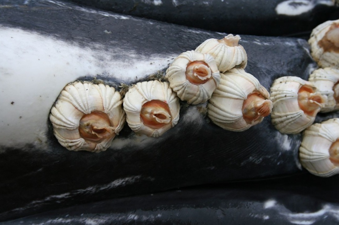 身上虱子太多，灰鲸无奈找人类帮忙，墨西哥船长秒变“搓澡工”！