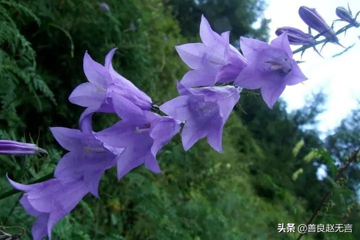 沙参开花了可以吃,沙参和沙参花