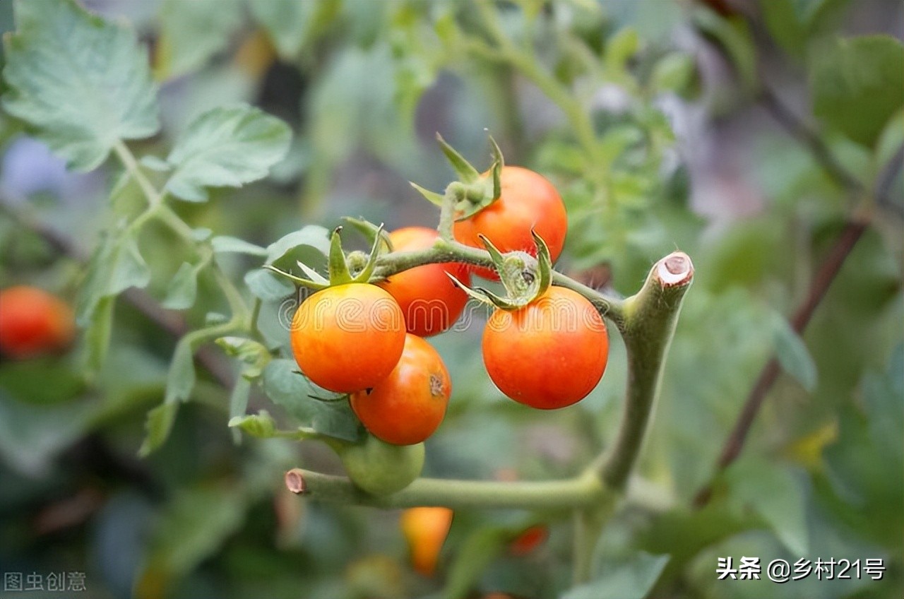 豆角秧黄叶防治土方法,种植的西红柿叶子干卷怎么补救
