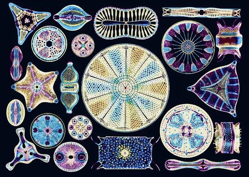 显微镜图像与真实图像,22张罕见的显微镜照片