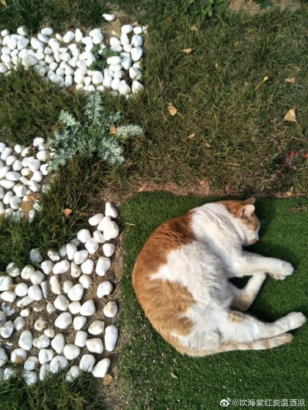 东北财经大学发讣告,东北财经大学为猫发讣告