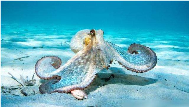 世界上最聪明的人类大脑,人类历史上最聪明的动物