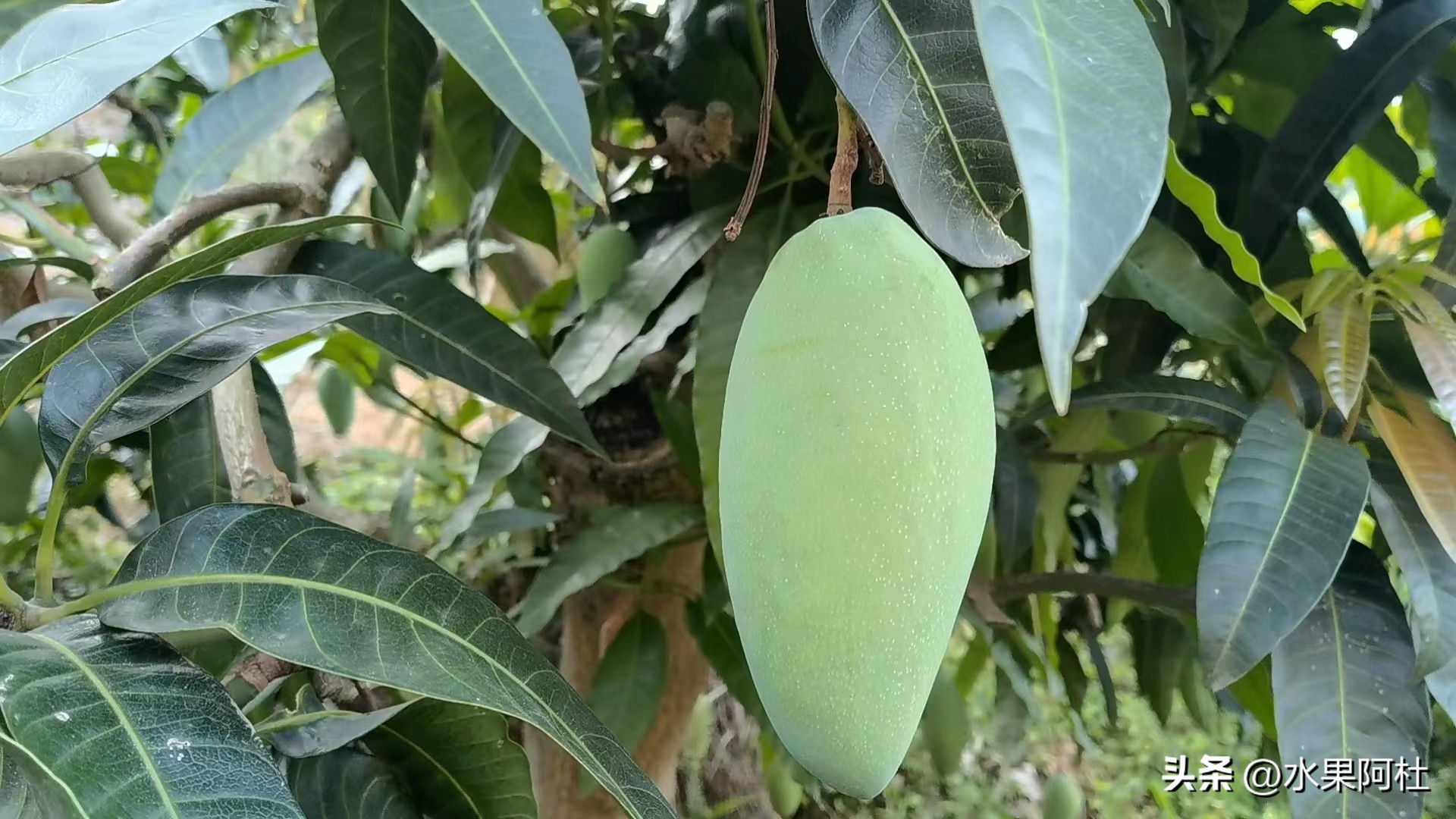 海南金煌芒果和广西大青芒区别,金煌芒凯特芒贵妃芒哪一种最好吃