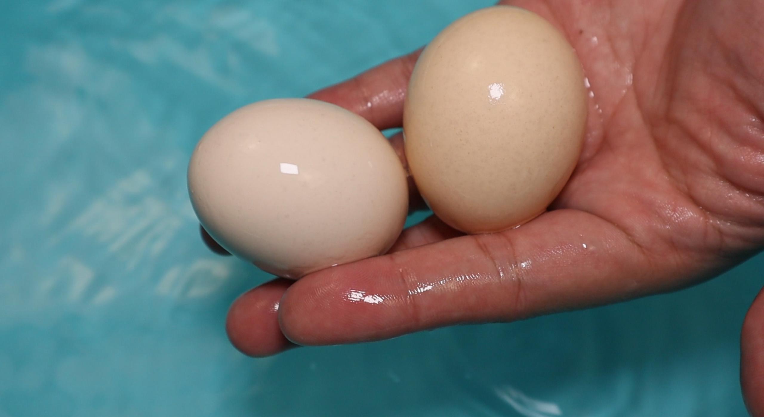 鸡蛋的神仙吃法不用烤箱空气炸锅,鸡蛋的神仙吃法不用油炸