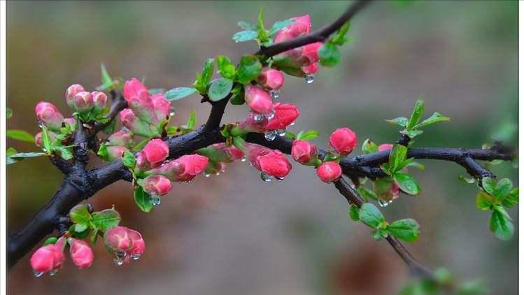 春天古诗词经典名句大全集,有关于春天的古诗词