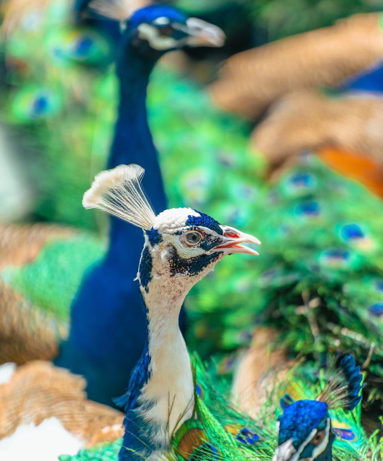 西双版纳最近十五天的气温,西双版纳气温最高38算热吗