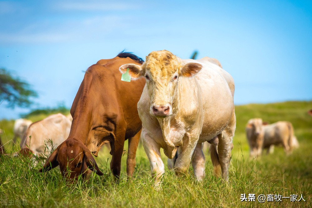 牛玩舌头是什么病用什么药,牛木舌病的症状及治疗
