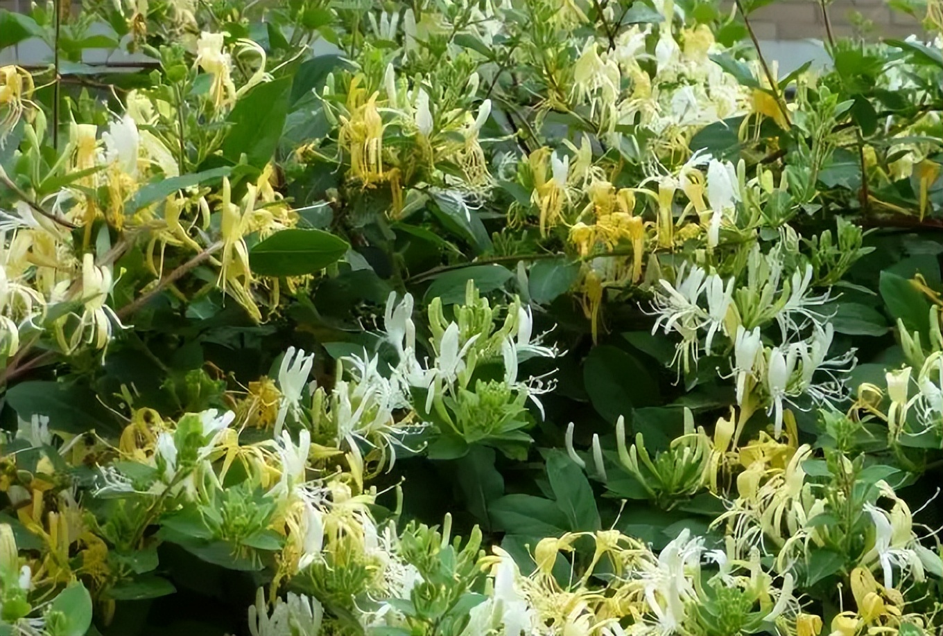 18种花卉的种子,100种最好养又好看的花