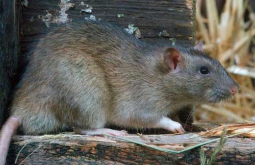 鼠王被抓叫来老鼠报复咬人,老鼠爬到床上为什么还会咬人