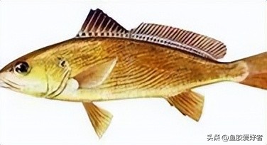 什么样的鱼才有鱼胶,鱼胶最好是哪种鱼