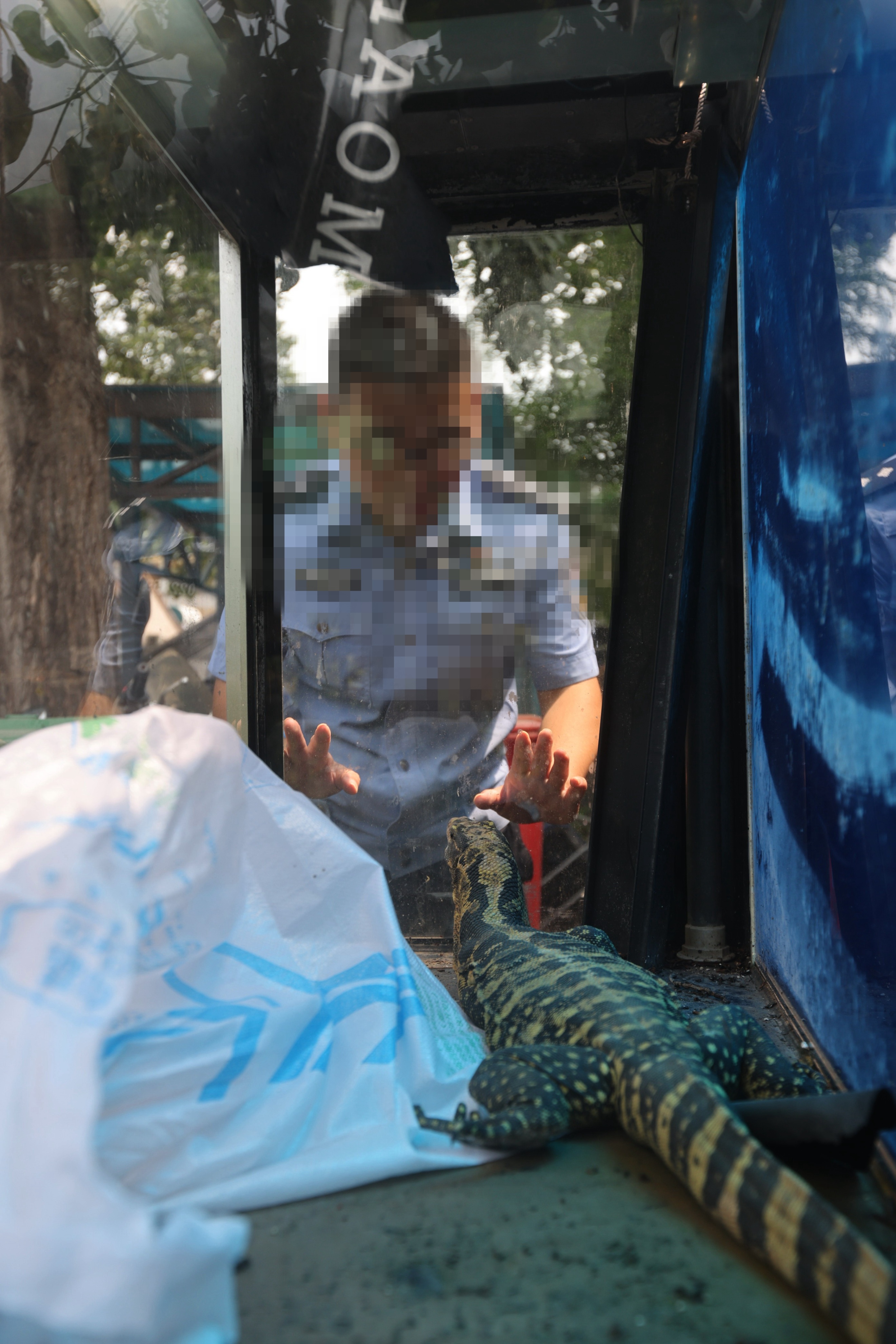 居民家中现1米2长巨型蜥蜴,住户家中惊现巨型蜥蜴