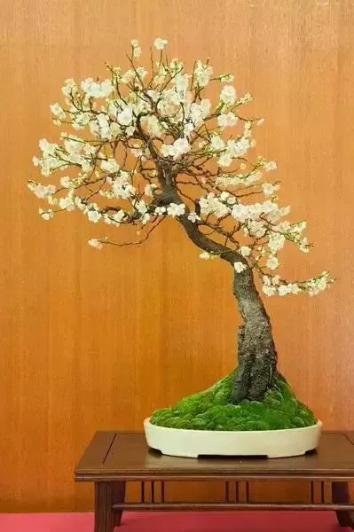 梅花老桩盆景,梅花盆景制作