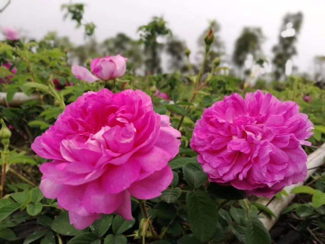 广东名酒吧,广东有名的名酒