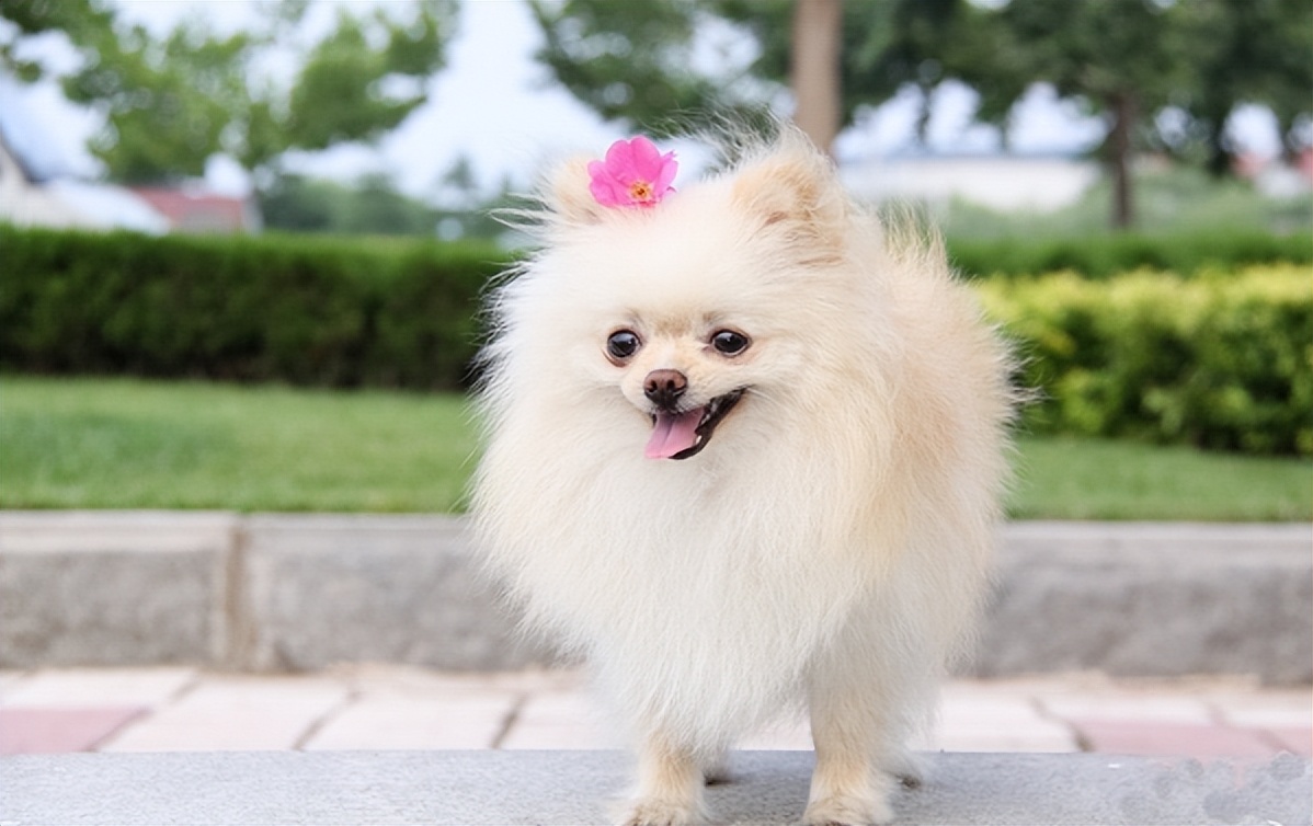 六种最常见的狗狗图片和名字,12种超惹人喜爱的狗狗你认识几种