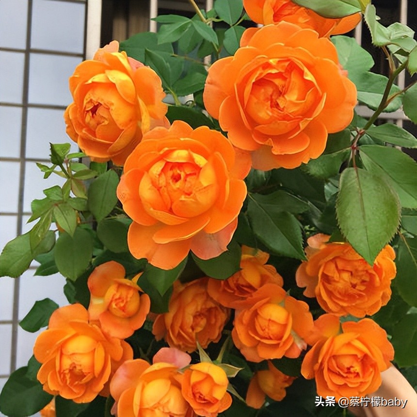 路边的蔷薇花是什么品种,哪个品种蔷薇花最好看最香