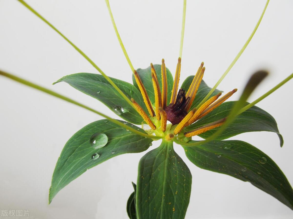 蛇最怕的东西是什么呢,蛇最怕一个东西是什么