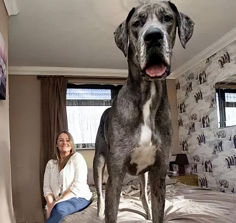 禁养的狗怎么养,39种中华田园犬城市禁养的狗