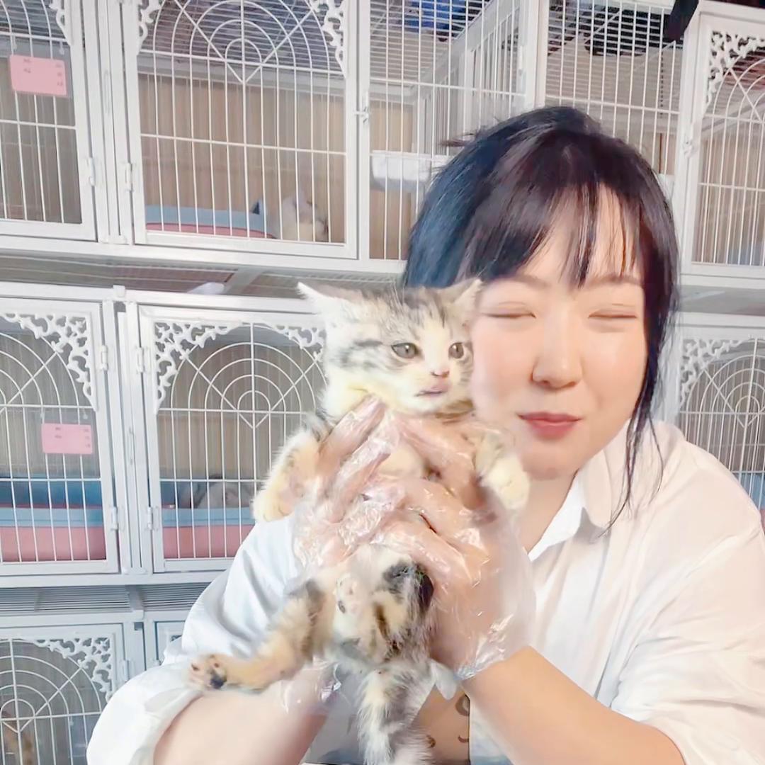 养宠小知识猫癣怎么治好得快,养宠小知识猫咪吃什么预防猫癣