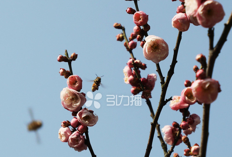 苏州人最钟情的赏梅圣地开花啦,中国赏梅好去处苏州赏梅花