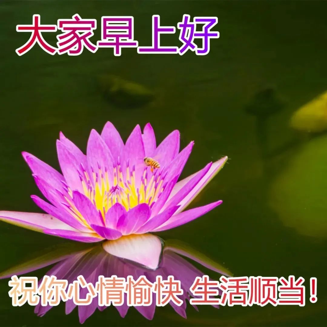 最新漂亮早上好问候图片鲜花带字,2023早上好问候语