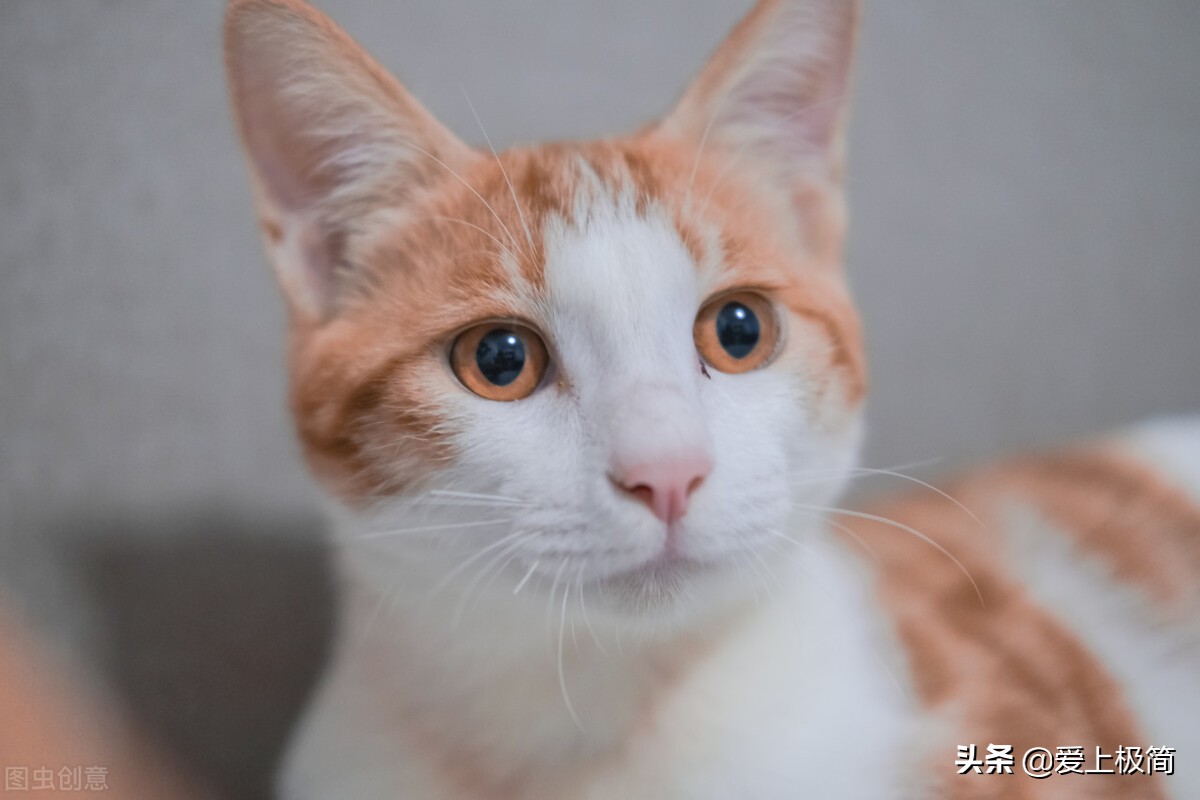 百家号企鹅号大鱼号,头条企鹅号百家号大鱼号哪个挣钱