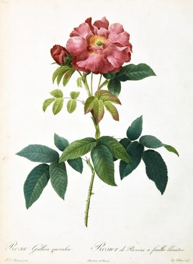 七夕卖玫瑰花要准备什么,七夕买红玫瑰还是彩色玫瑰