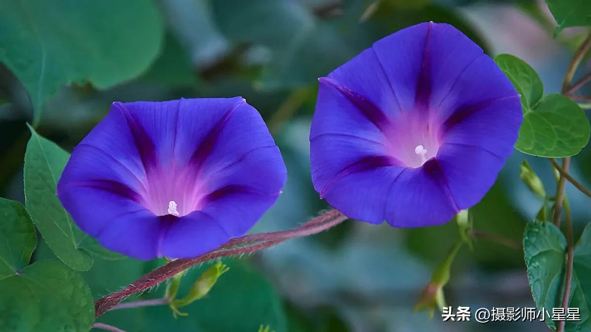 小小牵牛花鲜艳夺目,小小牵牛花教学