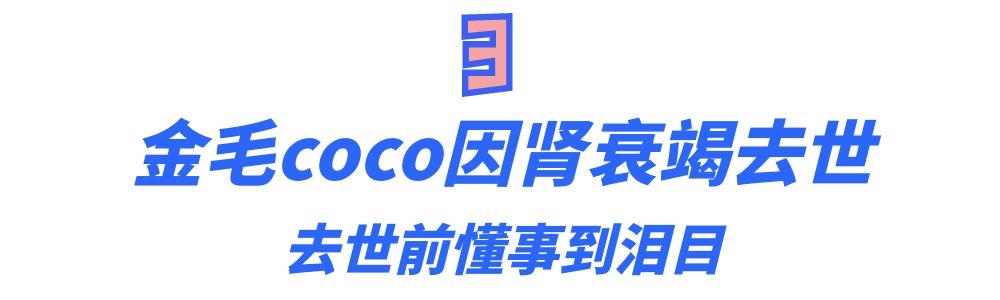 网红金毛coco到底是得了什么病,金毛coco离世原视频