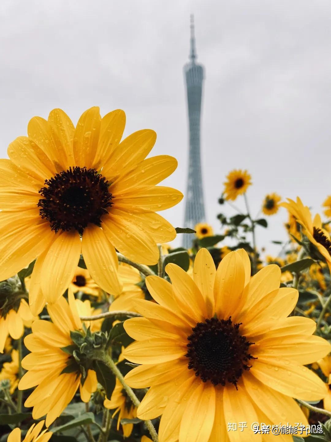 iphone12相机美颜怎么开,iphonex相机最佳设置