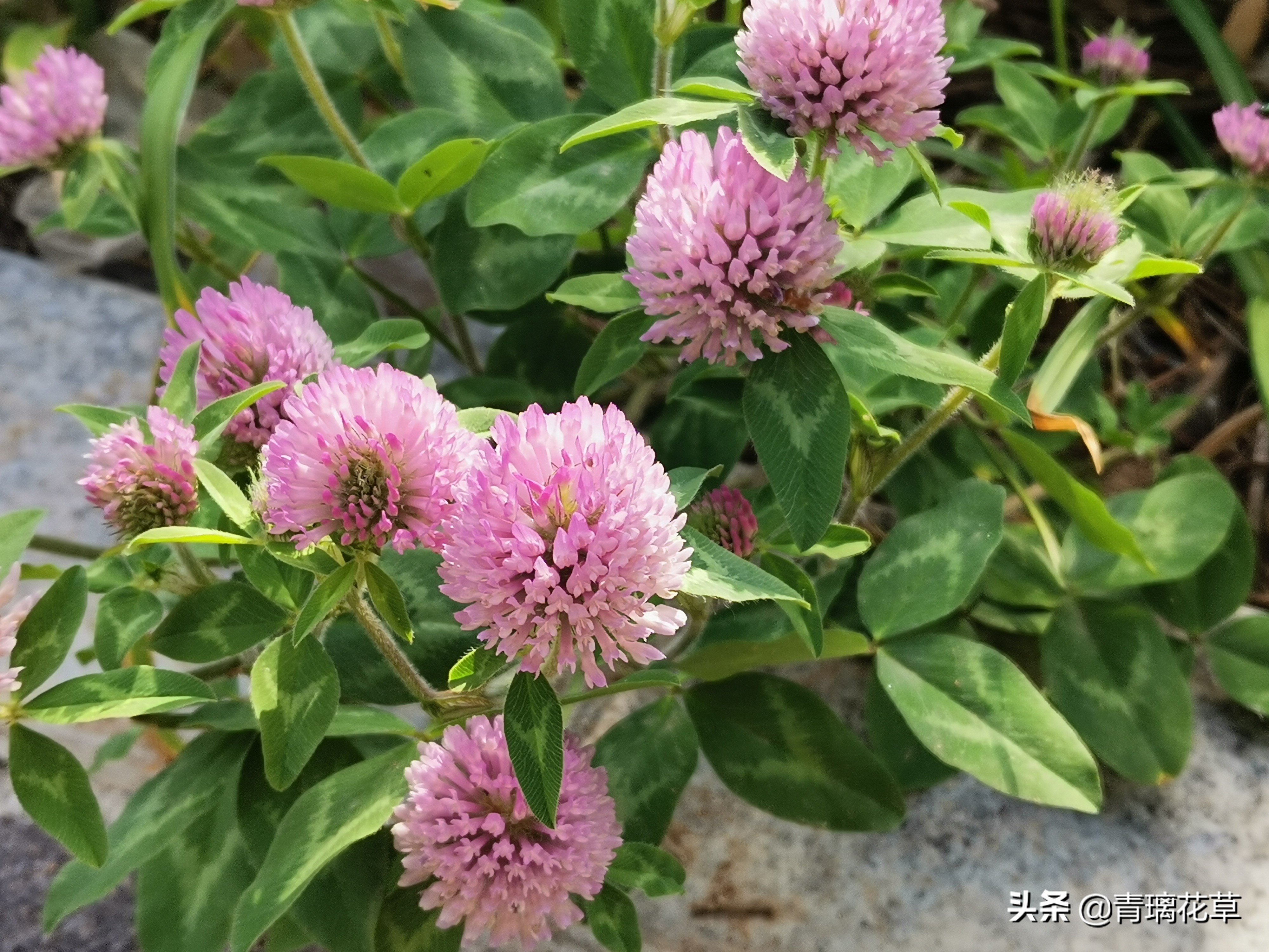 夏天开好多种颜色的小花,夏天里开的最茂盛的花朵有哪些
