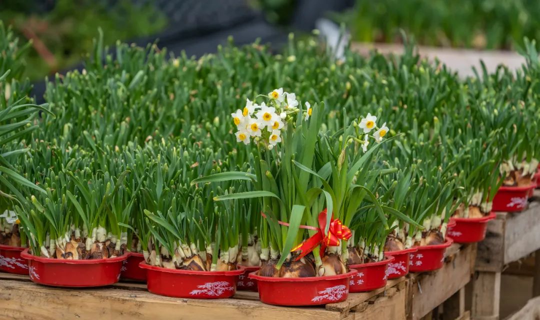 地标馆|水沉为骨玉为肌不“装蒜”的水仙花是真正的水中仙