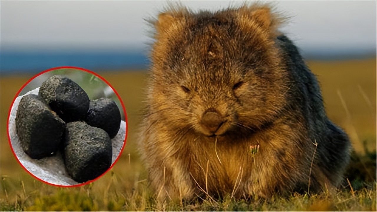 澳洲动物喂宝宝,哪种动物用粪便喂宝宝