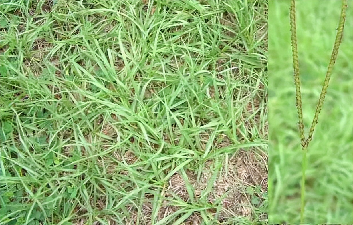 放牧强度对百喜草变草响应的影响