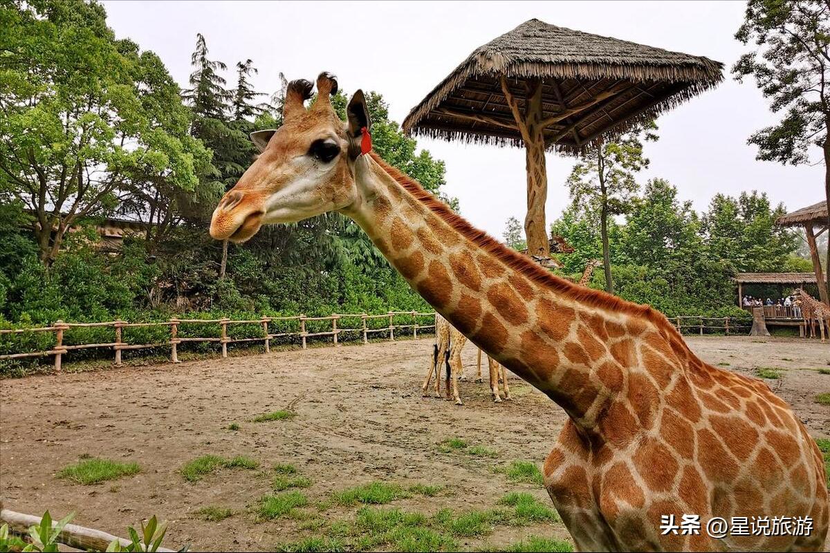 上海5a级景点排名榜名单公布,上海周边有山的5a景区