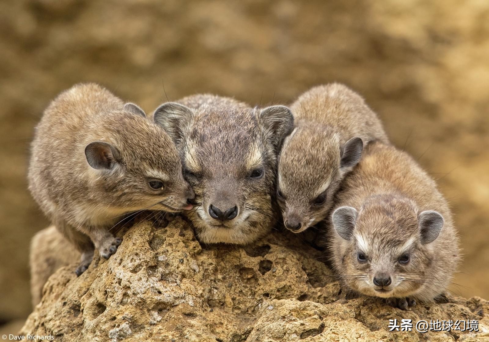 20张珍稀罕见动物照片,16张罕见的动物照
