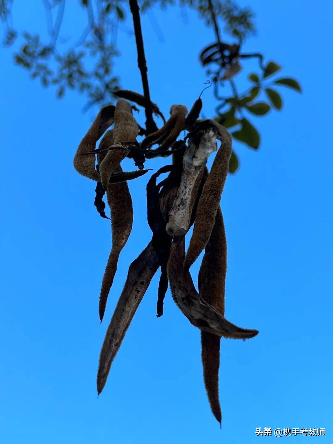 黄花风铃木品种介绍,黄花风铃木生长缓慢