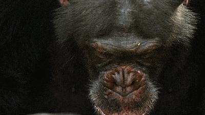 带你真切看人间的宝藏纪录片top10,十一长假适合带孩子看的纪录片