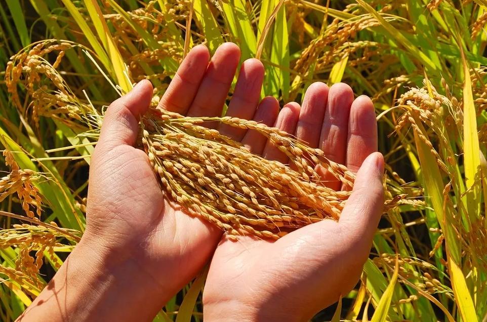 水稻种植大量排放温室气体,水稻释放甲烷