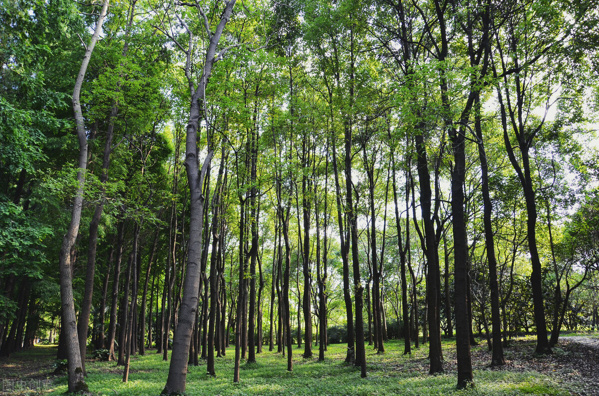 上海附近的森林秘境,上海惊现的森林秘境