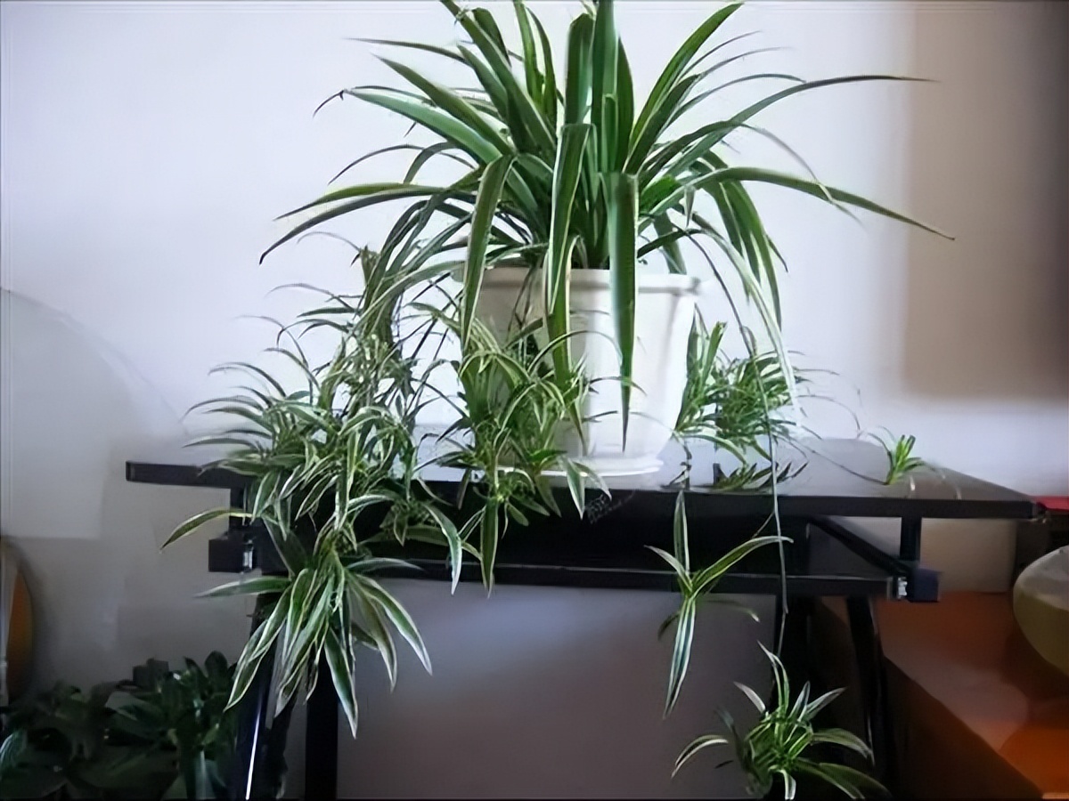 吊兰生虫子是什么样子,金边吊兰盆土里虫子怎么处理