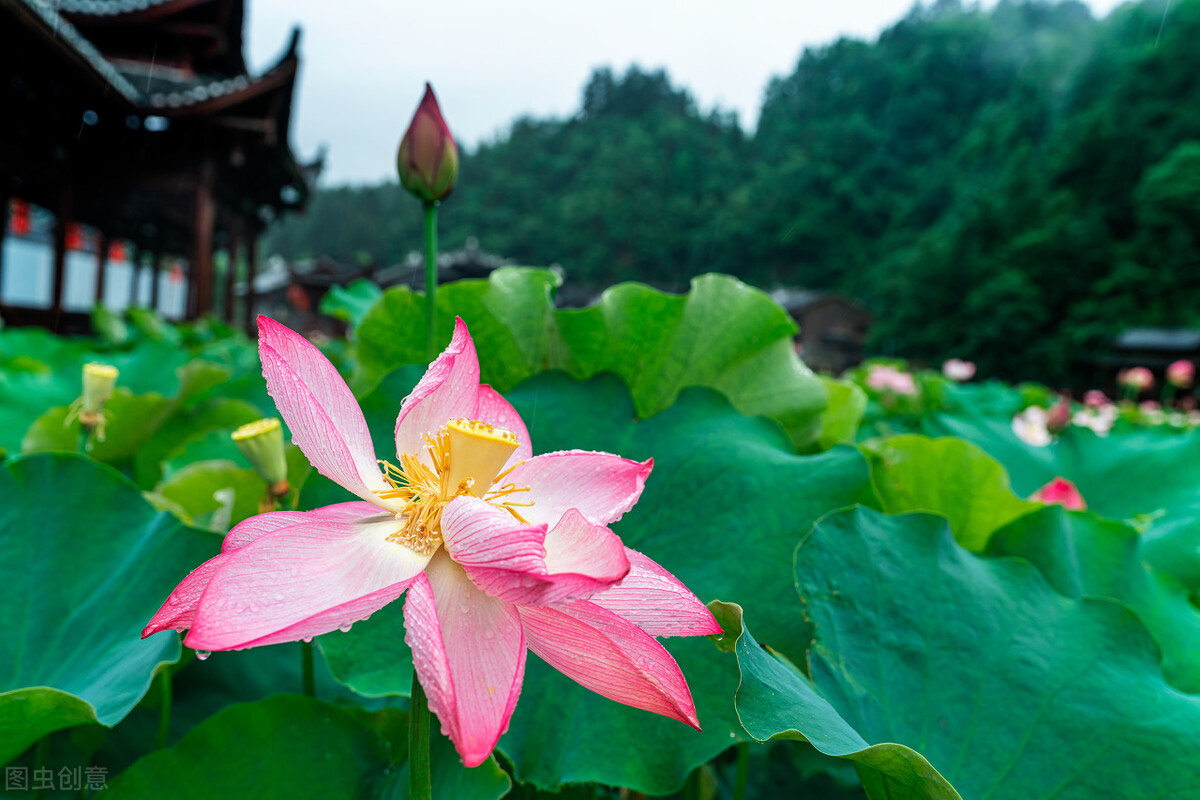 唐诗中有禅意的诗句,禅意七绝108首诗