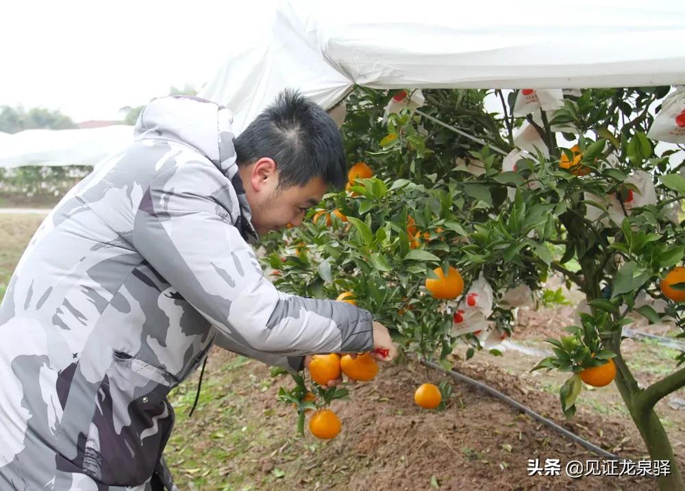 龙泉附近的农庄,龙泉生态农庄