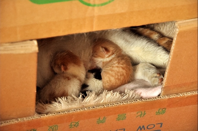 猫咪怀孕生产要准备什么,猫咪怀孕到生产注意事项