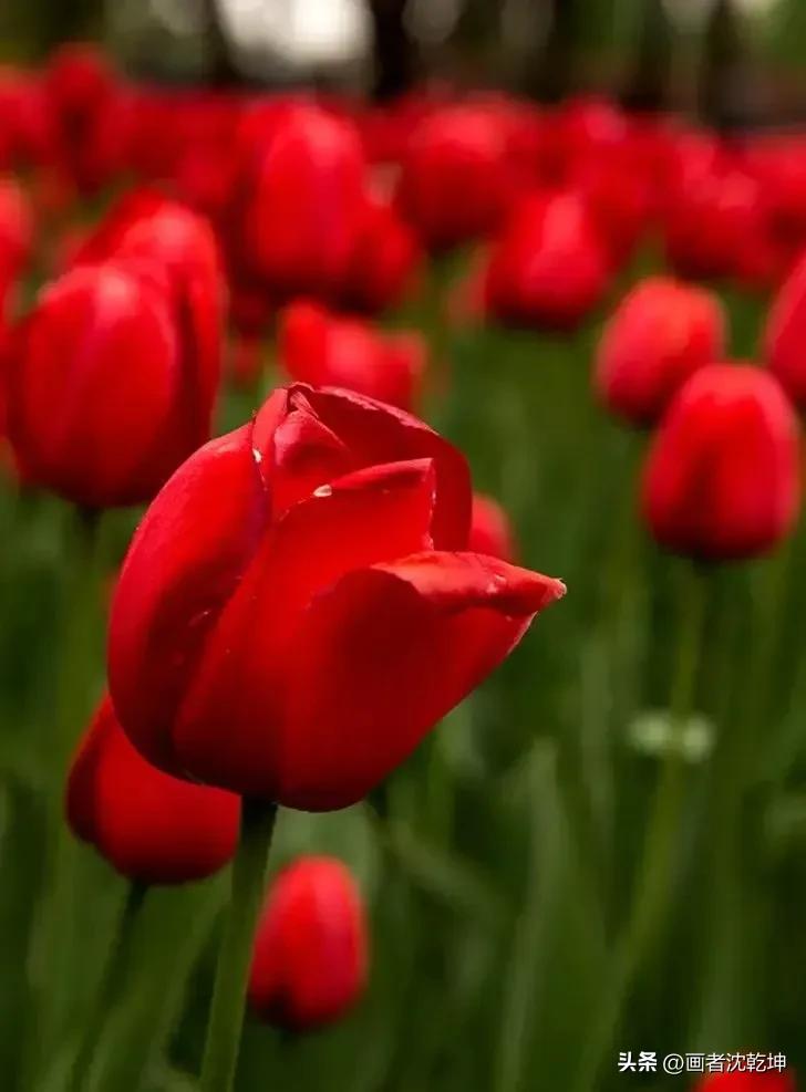 绝美郁金香花图片,绝美郁金香图片大片