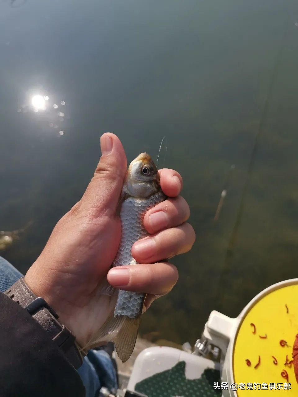 老鬼战野腥香,全能腥香加战野散炮