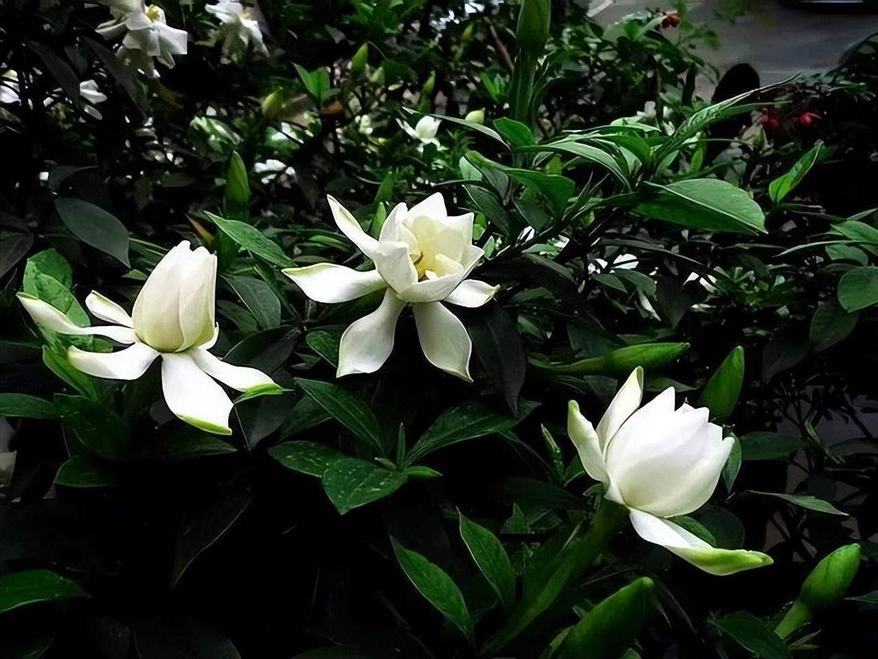 封闭阳台不怕夏天暴晒的植物,适合阳台高温暴晒的植物